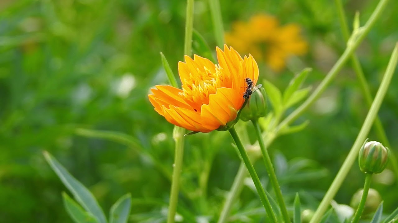 Commercial Free Flower Video Background