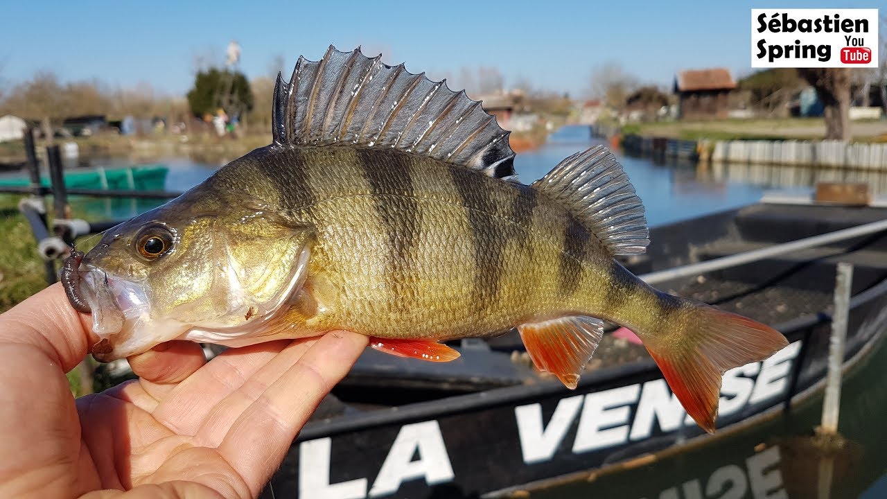 Pêche à la tirette au ver dans les Marais de Bourges