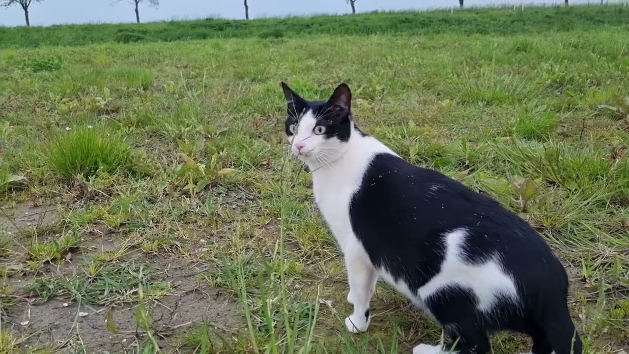 Elis gatita camionera 🌎 🚛 