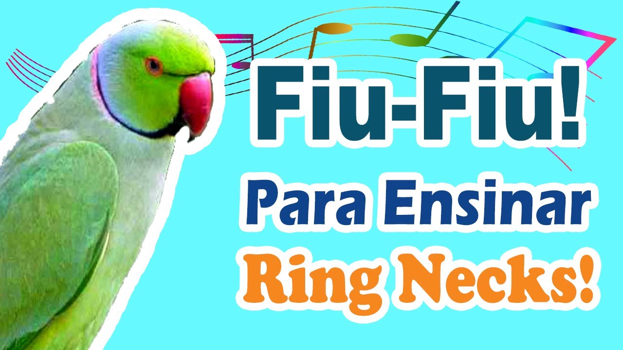 Assobio fiu-fiu para treinar ring neck - assobio fiu fiu para ring neck - treino de ring neck