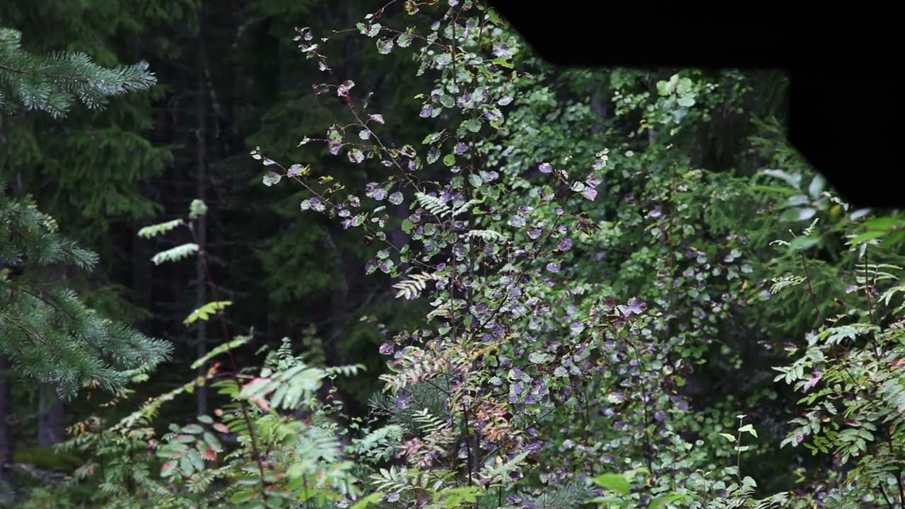 August rain -2025.08.30-