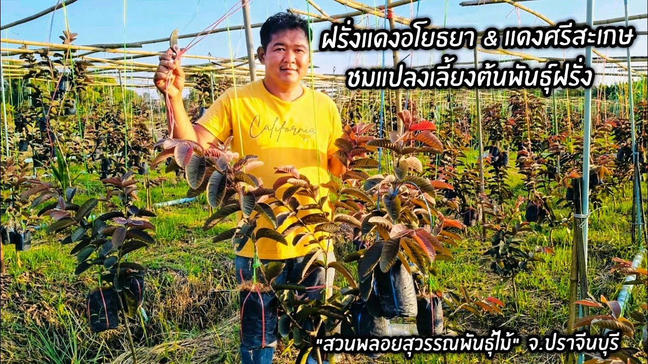ฝรั่งแดงอโยธยา & แดงศรีสะเกษ พาชมแปลงเลี้ยงต้นพันธุ์ฝรั่ง 