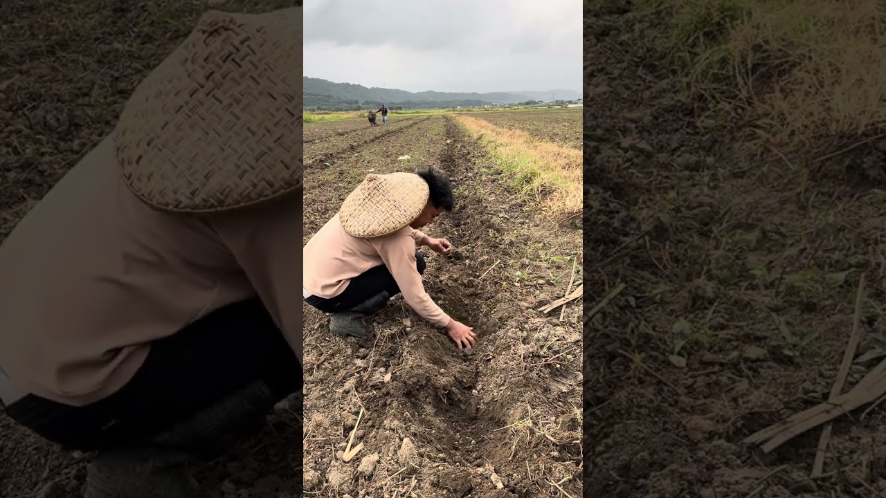 Planting squash 