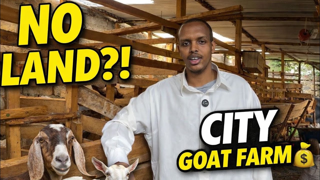 Shamba Tour: No Land? Inside a Profitable Urban Dairy Goat Farm in Nairobi