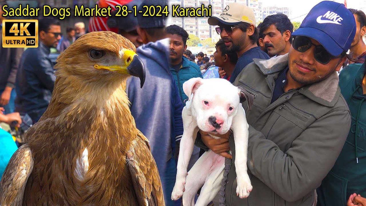 Saddar Unique and Rare Dogs Market 28-1-2024 Karachi | أكبر سوق للكلاب في كراتشي | कुत्तों का बाज़ार