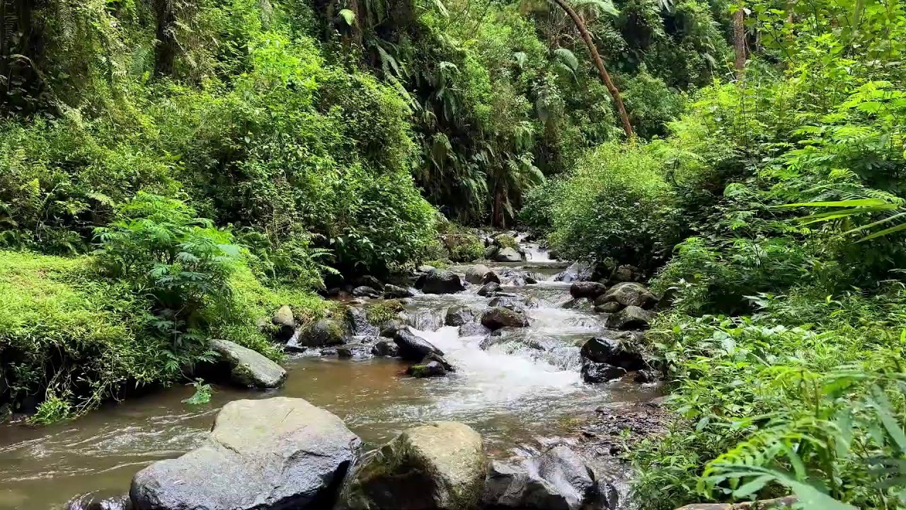 Let nature calm you with gentle river flow in daylight forest guiding deep peaceful sleep