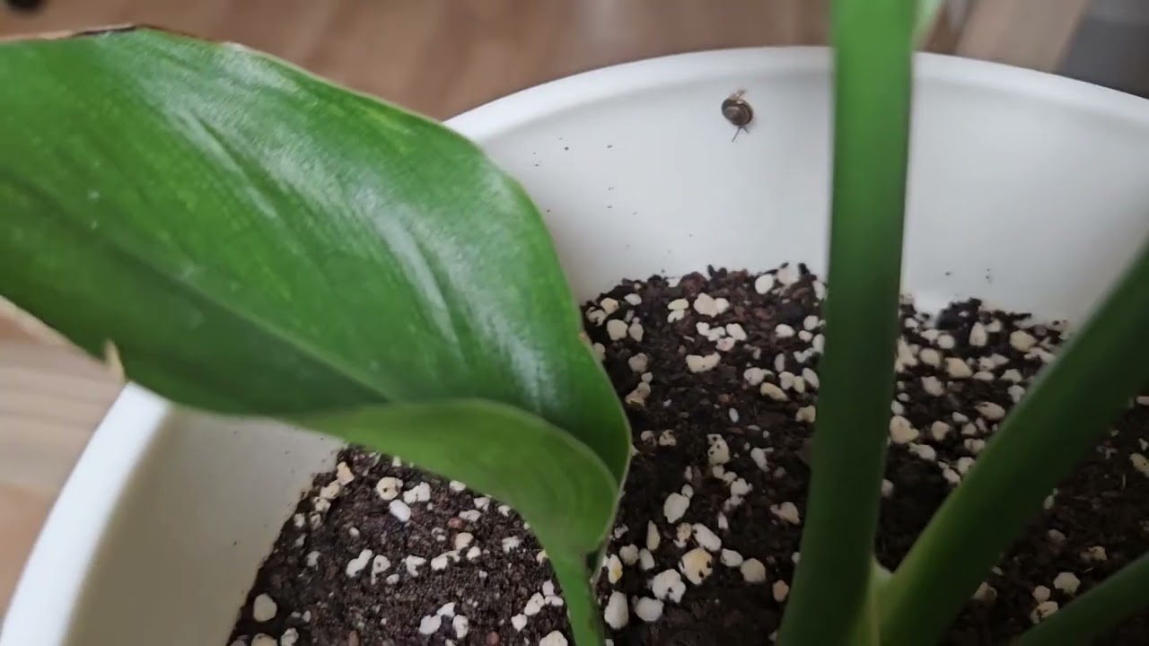 나의 작은 화분속 작은 달팽이-A tiny snail in my little pot. 