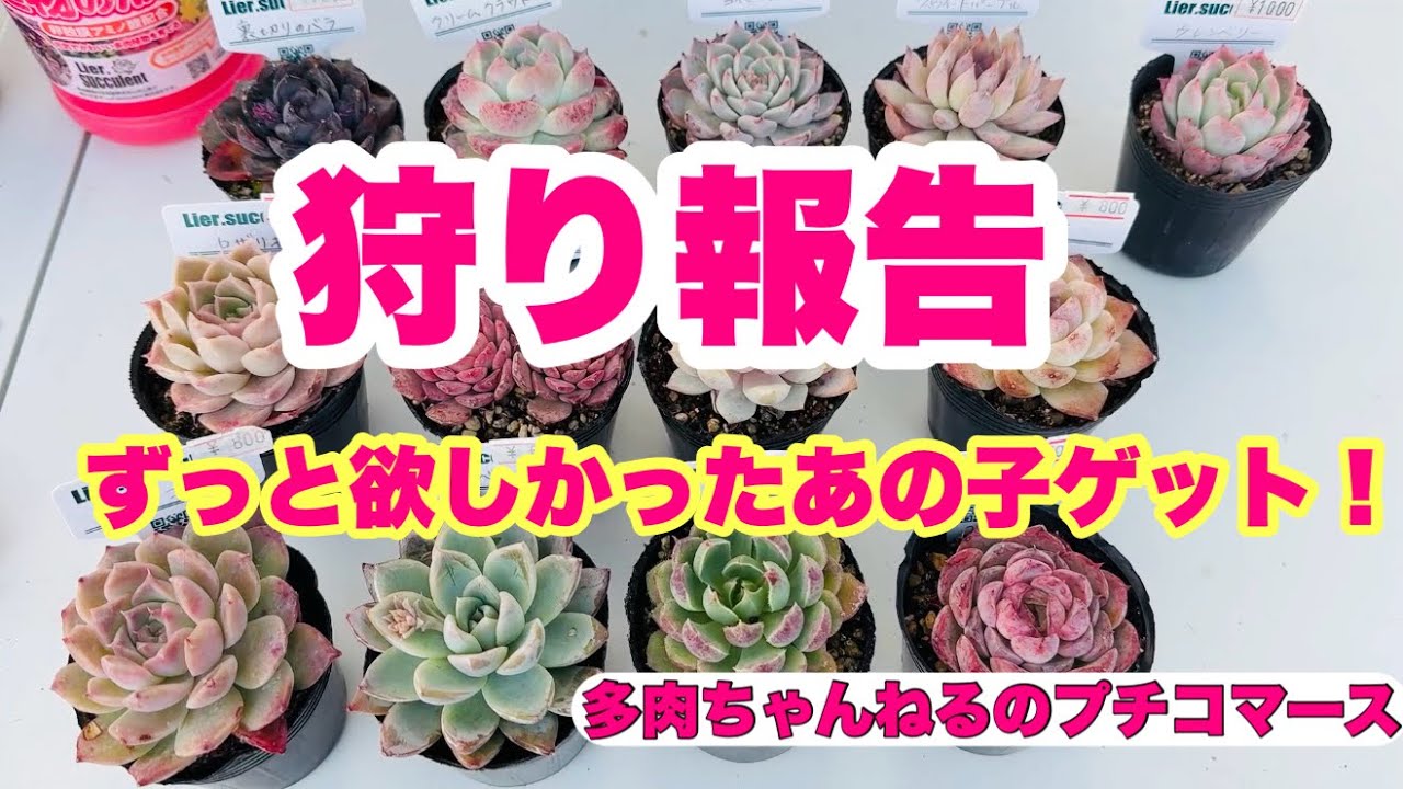 【多肉植物】久しぶりの狩り報告❣️ずっと欲しかったあの子をゲット出来ました🙌😂2026年2月9日