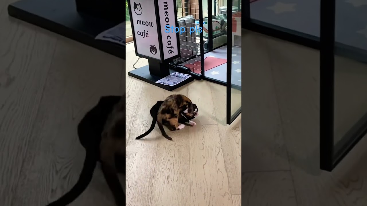 #funny why are you fighting?