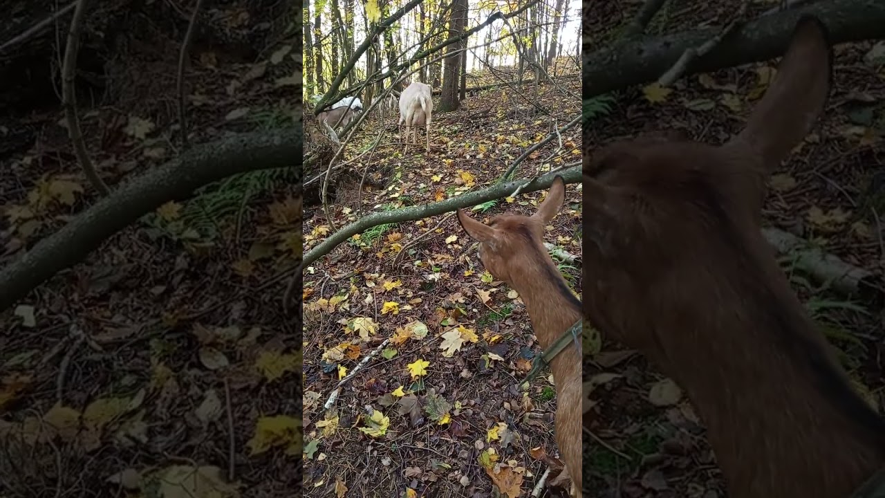 Осенний пейзаж