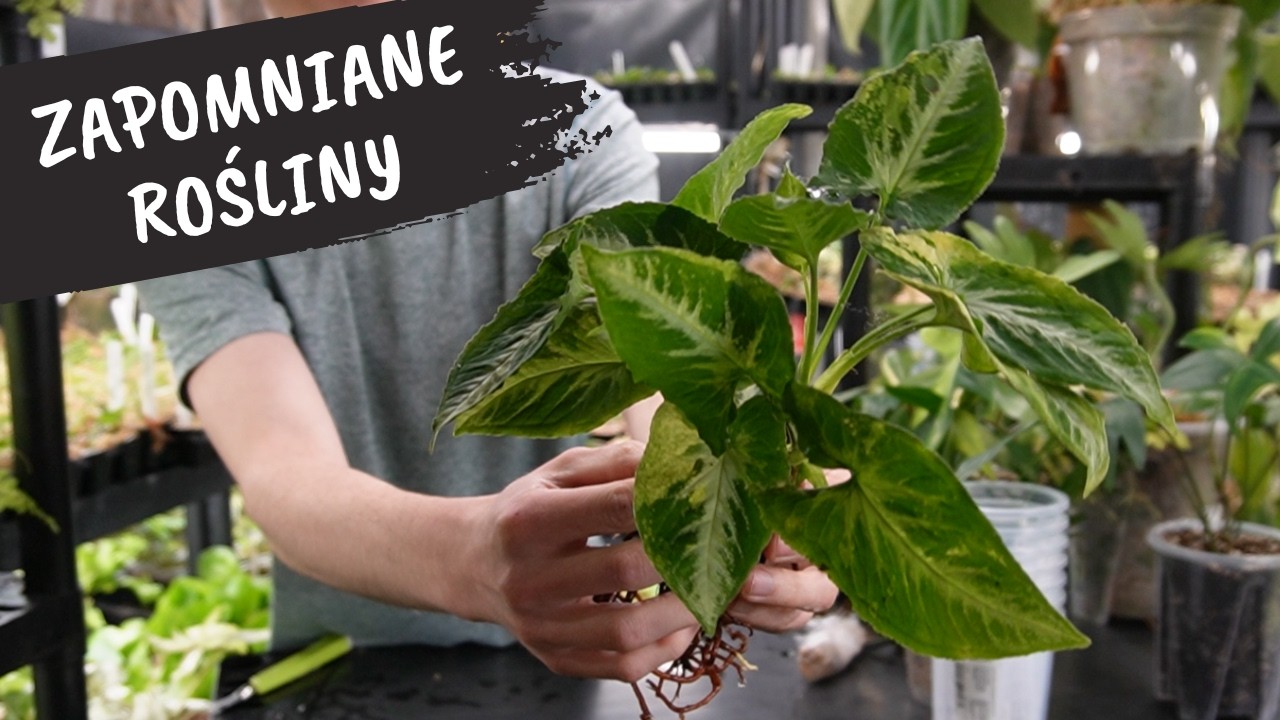 Jeszcze więcej Syngonium | Tniemy Hoję Pachyclada Snow Lotus