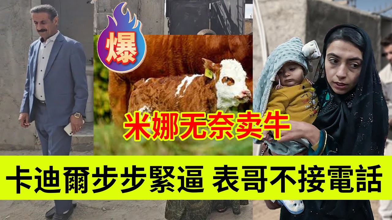 卡迪尔步步紧逼，表哥不提供帮助，米娜无奈卖牛！伊朗女人米娜纪录片最新后续