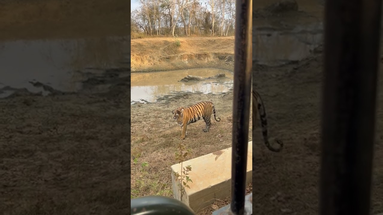 Tiger Sighting Morning Safari  08 Mar 2022