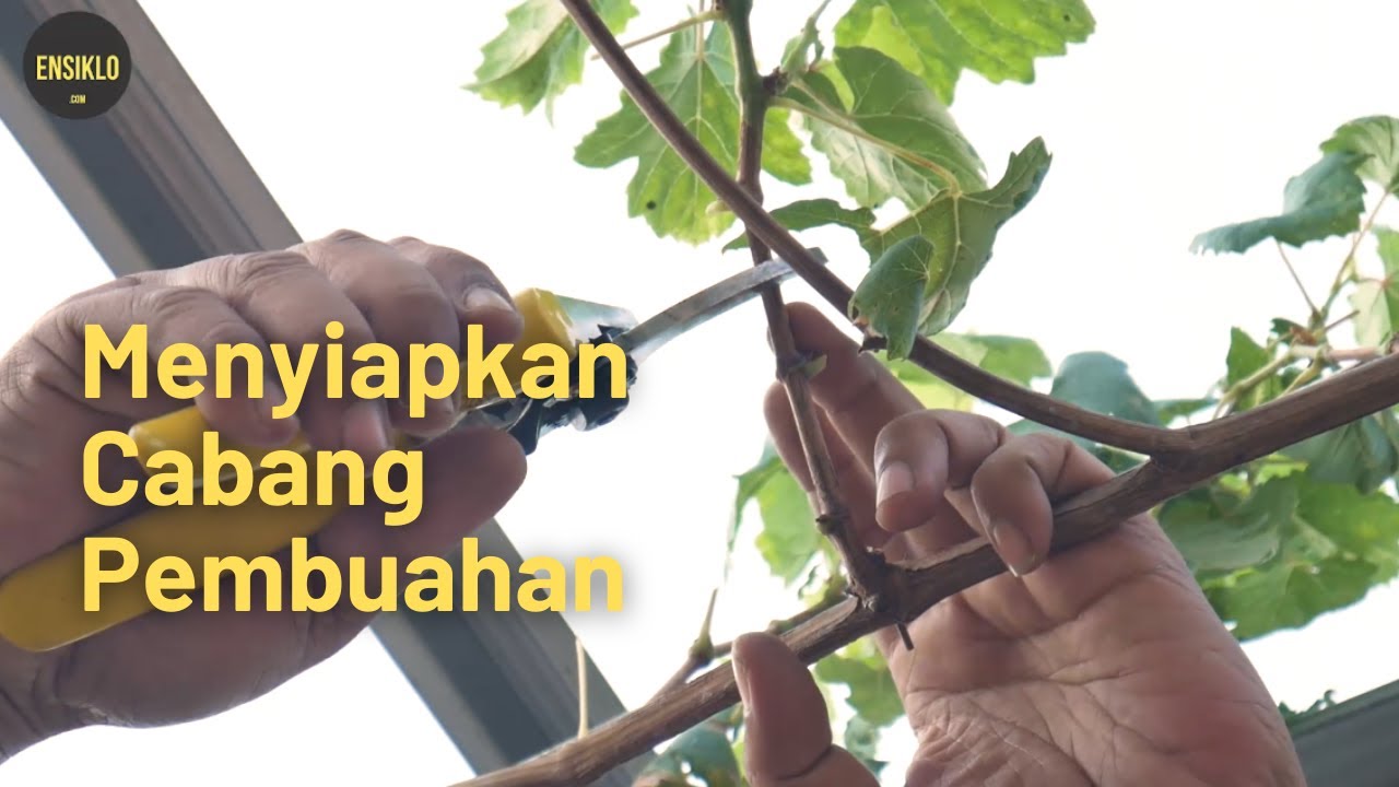 Pembentukan Batang Tersier Pohon Anggur Sistem Single Cordon
