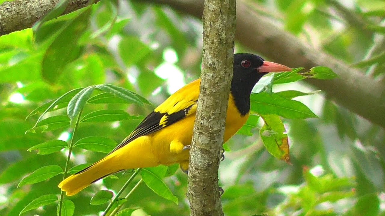 Yellow Bird catching & eating Insect from tree / Yellow Bird / হলুদ পাখি || Old World orioles