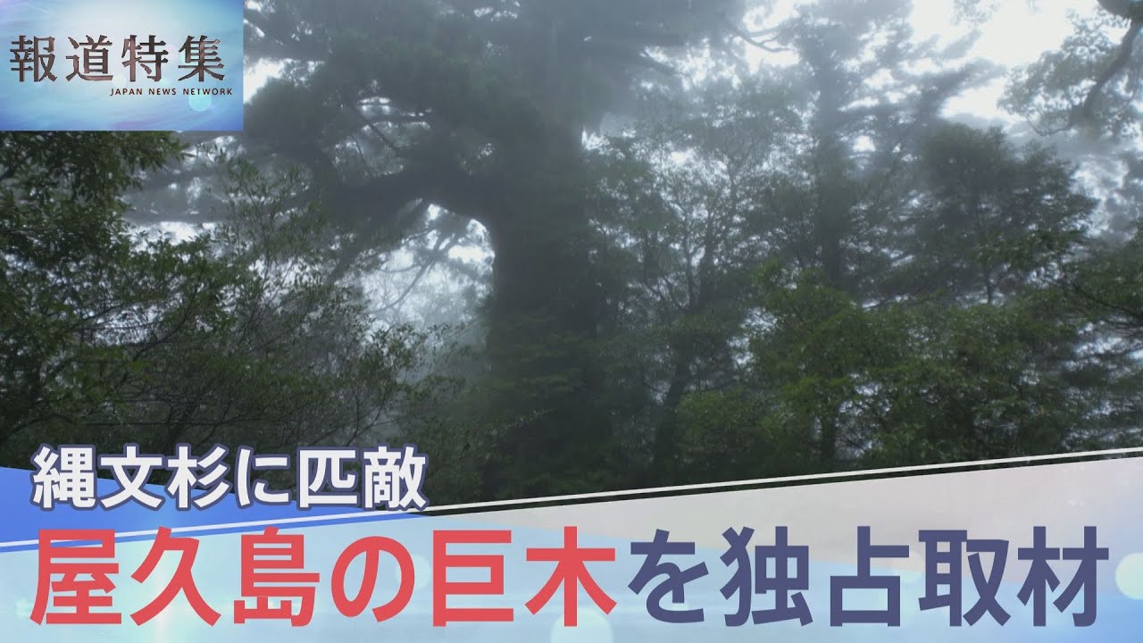 「縄文杉より大きい木が、何本も残っている」屋久島、未知の巨木が残る「山師の森」を独占取材【報道特集】｜TBS NEWS DIG
