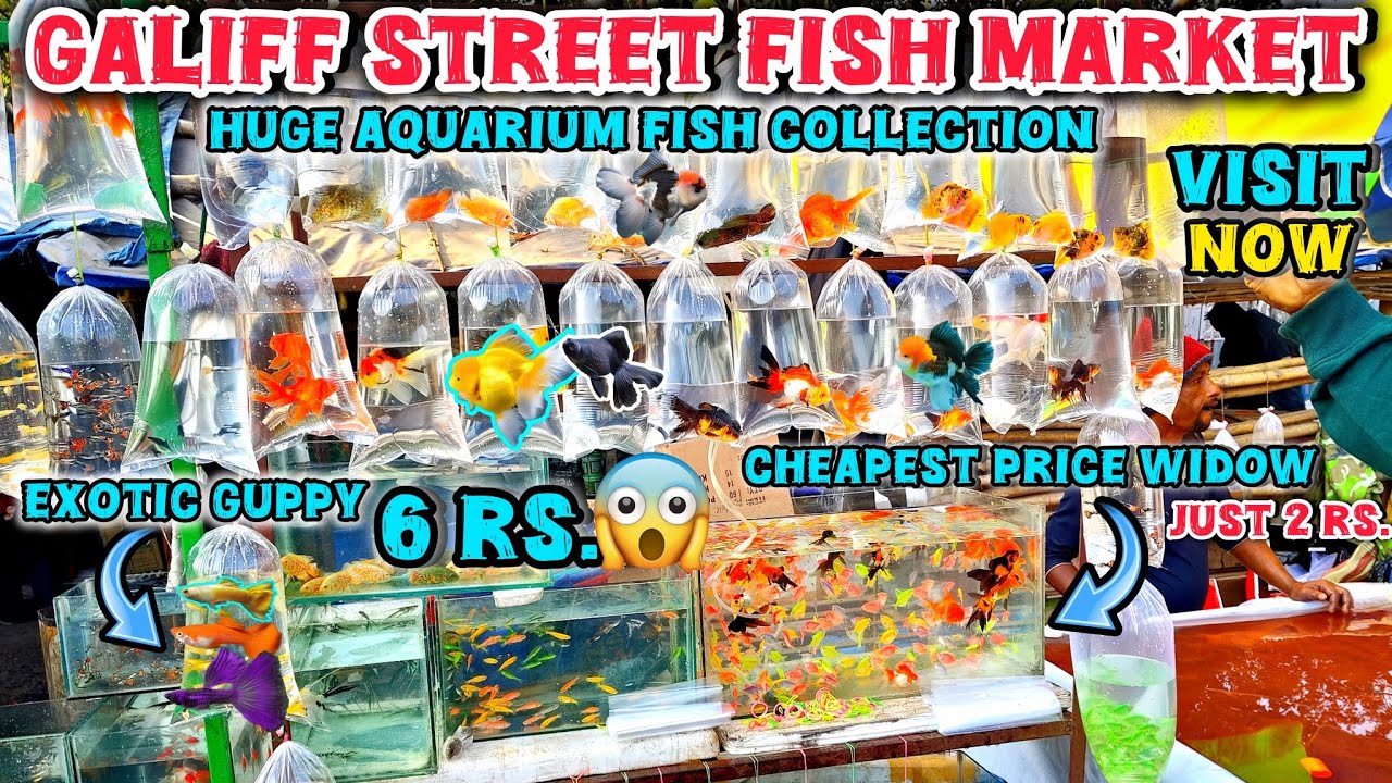 Galiff Street Pet Market ।‌📌All Fish Price Update Recent Video 📸। Exotic Guppy Fish, Gold Fish🐠।