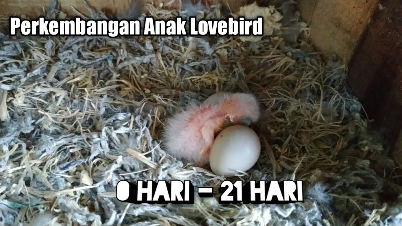 Perkembangan Anakan Lovebird umur 0 sampai 21 hari dalam Glodok
