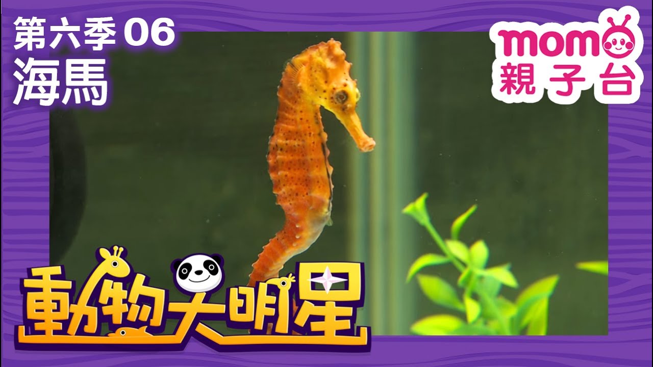 動物大明星 S6：EP 06【海馬】認識動物｜自然生態｜魚類｜昆蟲｜海洋生物｜哺乳類｜兒童節目｜Animal big star｜第六季 第6集【親子台｜官方HD】momokids