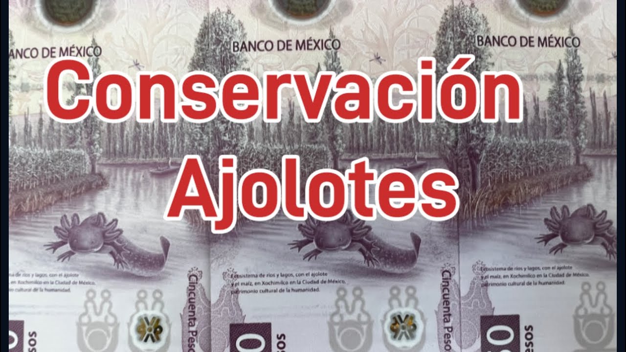 Centro de conservaci&oacute;n del ajolote zool&oacute;gico de Chapultepec Ciudad de M&eacute;xico