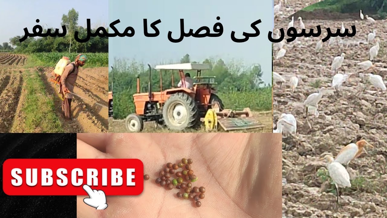 سرسوں کی فصل کا مکمل سفر | بیج سے تیار فصل تک @