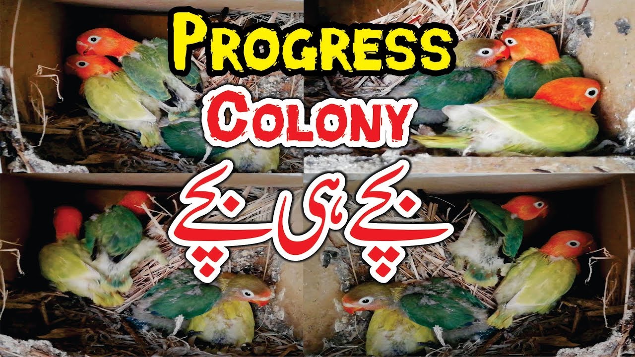 Lovebirds Breeding | Birds Colony Progress | Love Birds Winter Care Video Urdu/Hindi