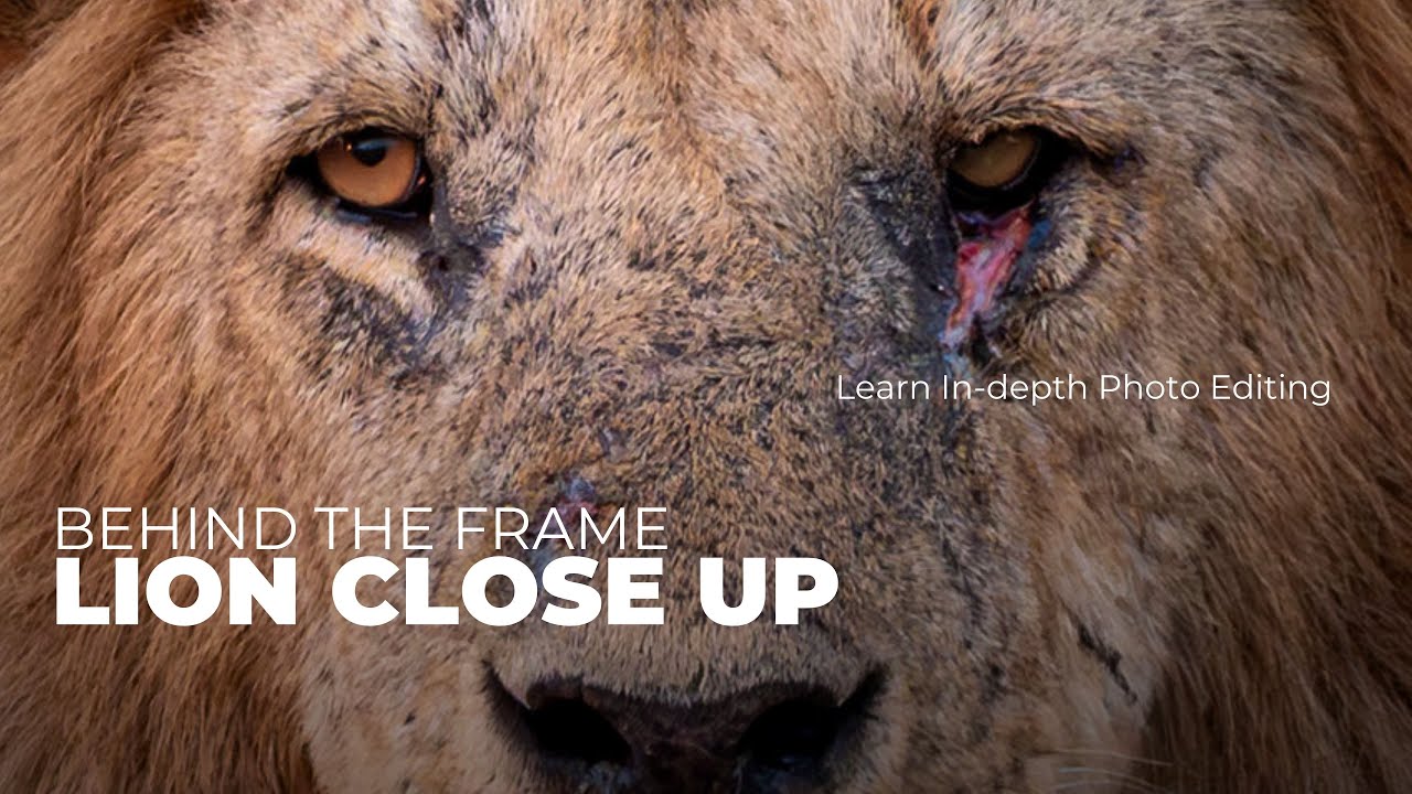 Behind The Frame: Lion Portrait Close Up