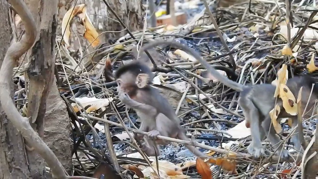 The little monkey walks in the forest with his mother very cute / Cute Macaque
