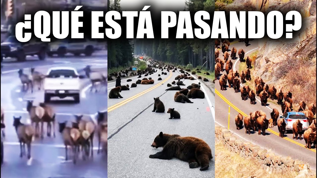 CIENTOS de ANIMALES HUYEN del PARQUE de NACIONAL de YELLOWSTONE TEMEN UNA GRAN CAT&Aacute;STROFE!