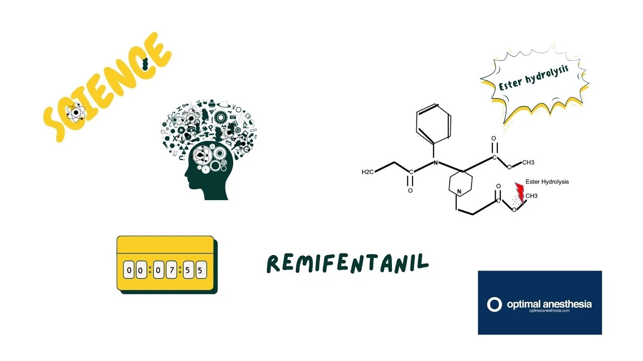 Ester Hydrolysis O’ Remifentanil