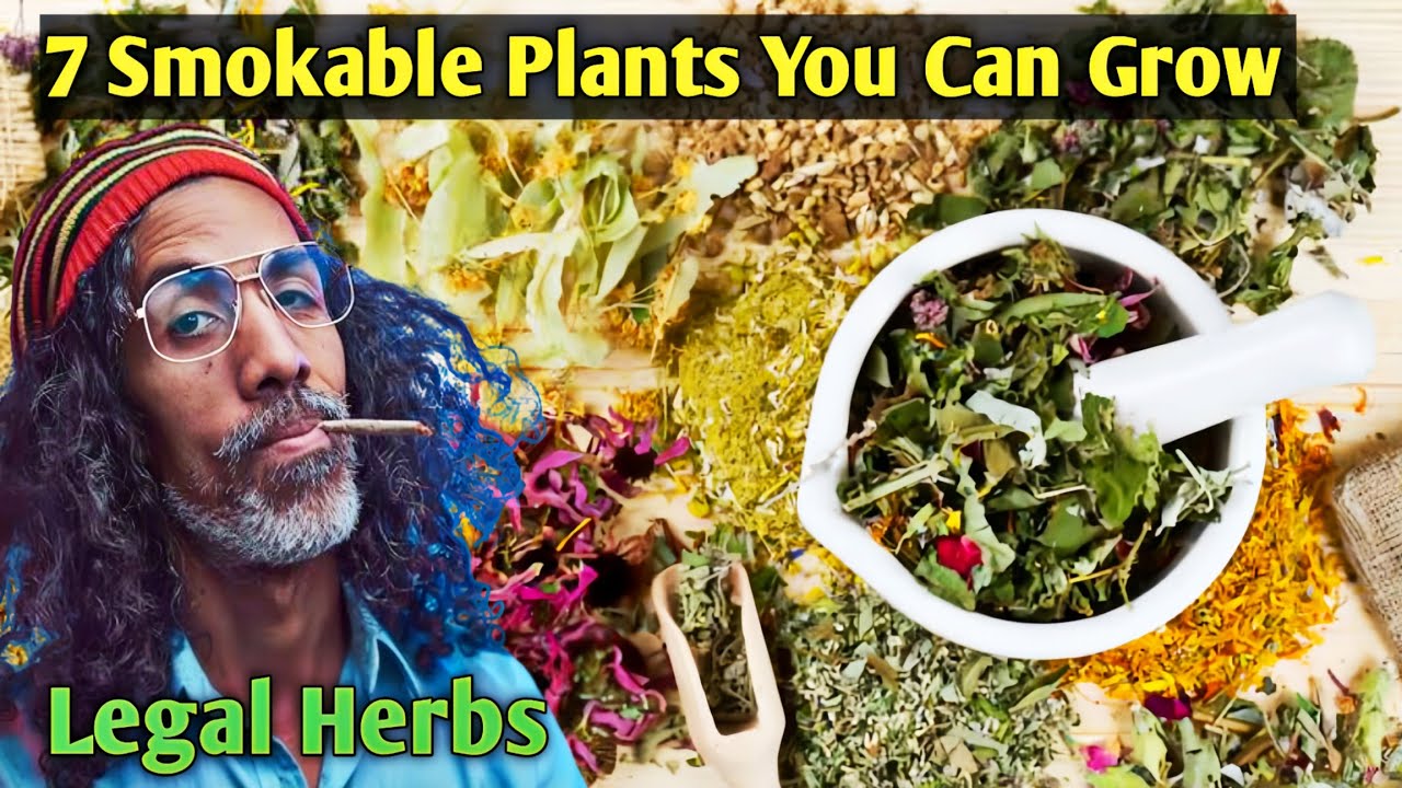 Farming of Smokable Legal Organic Herbs Plant |How To Make A Herbal Smoking Blend|