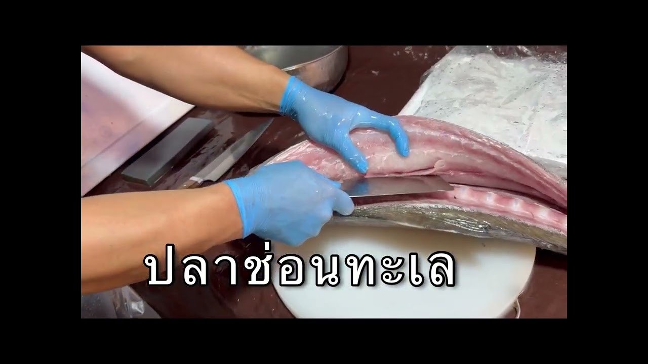 ปลาช่อนทะเล