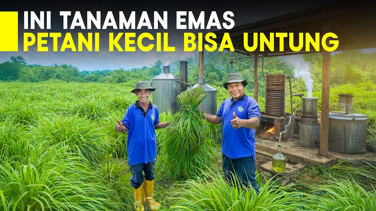 Kaya Akan Manfaat, Tanaman Ini Di Cap Emas dan Mesin Penghasil Uang