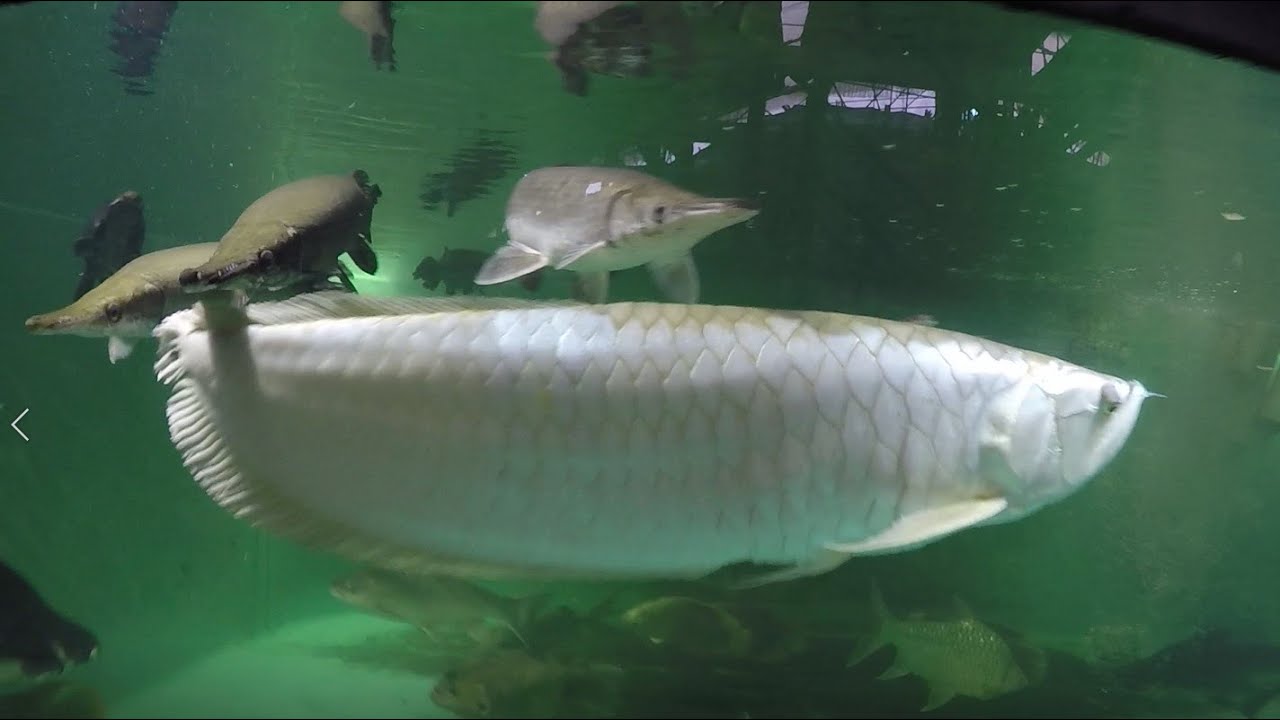 Hsieha, 13yo 32inch/80cm silver arowana, final account