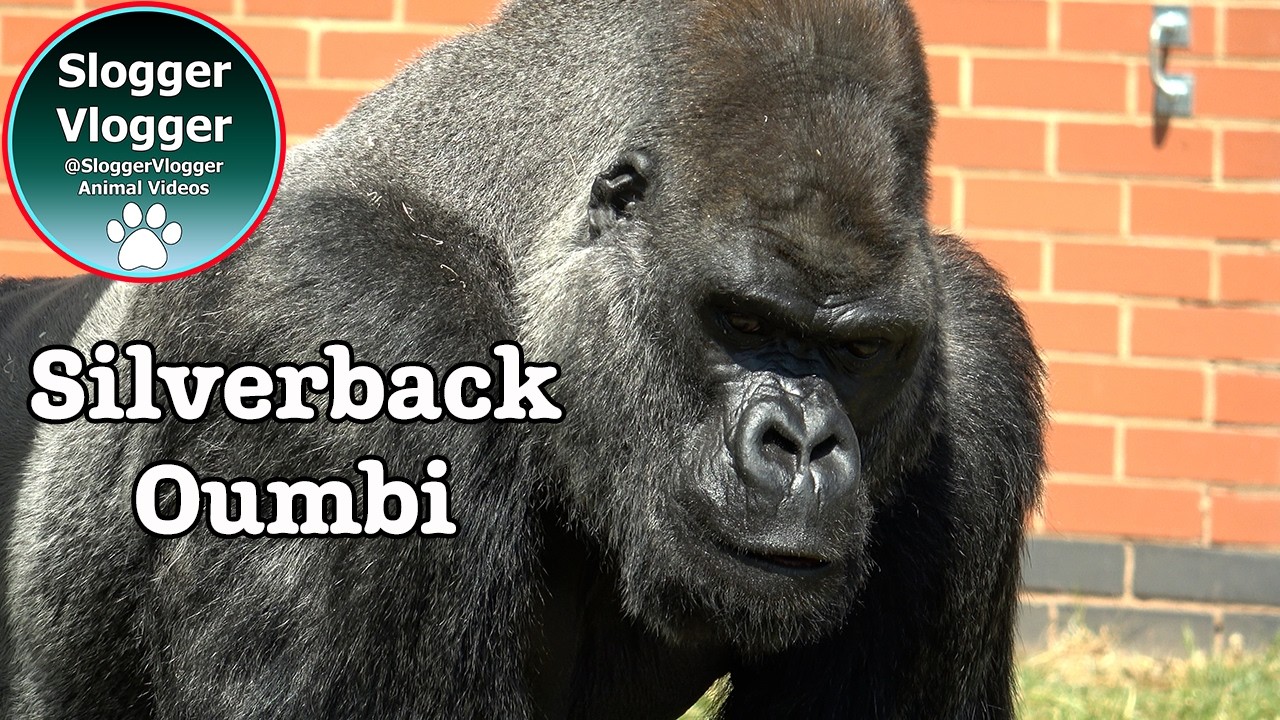 Gorillas Oumbi, Ozala, Biddy Asante, and Shufai Enjoy the Outdoors