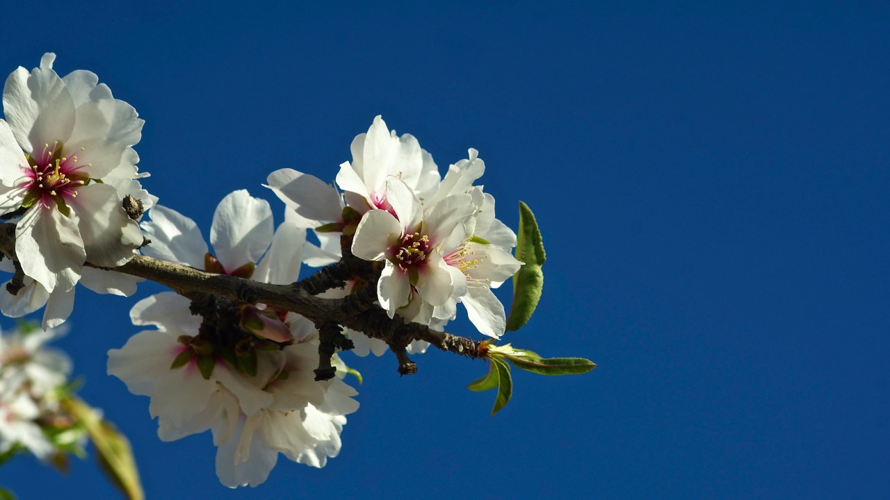 ALMENDROS 2017 ASPE