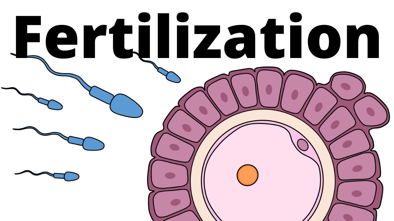 Fertilization explained &ndash; sperm and egg fusion