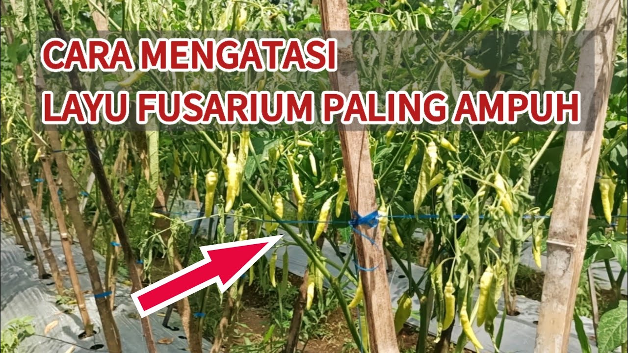 CARA MENGATASI LAYU FUSARIUM PADA TANAMAN CABAI || atasi layu dengan mudah #layufusarium