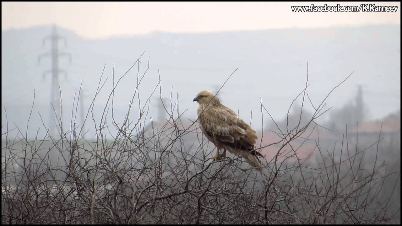 Pale long-legged buzzard 2