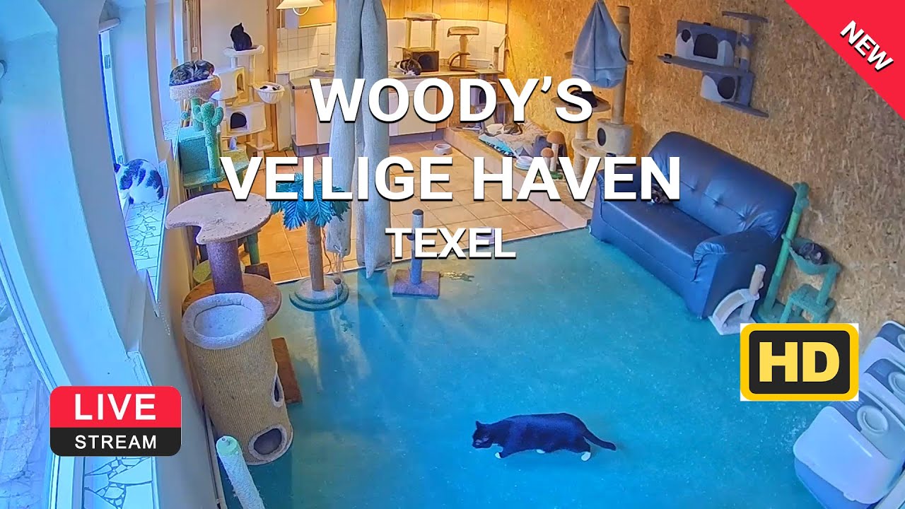 Live Webcam Texel: Kattenopvang Binnen | Woody's Veilige Haven (Katzen Livecam)