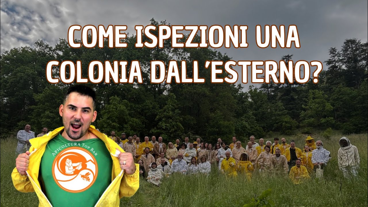 Apicoltura Top Bar Naturale: Come ispezioni una colonia dall’esterno?