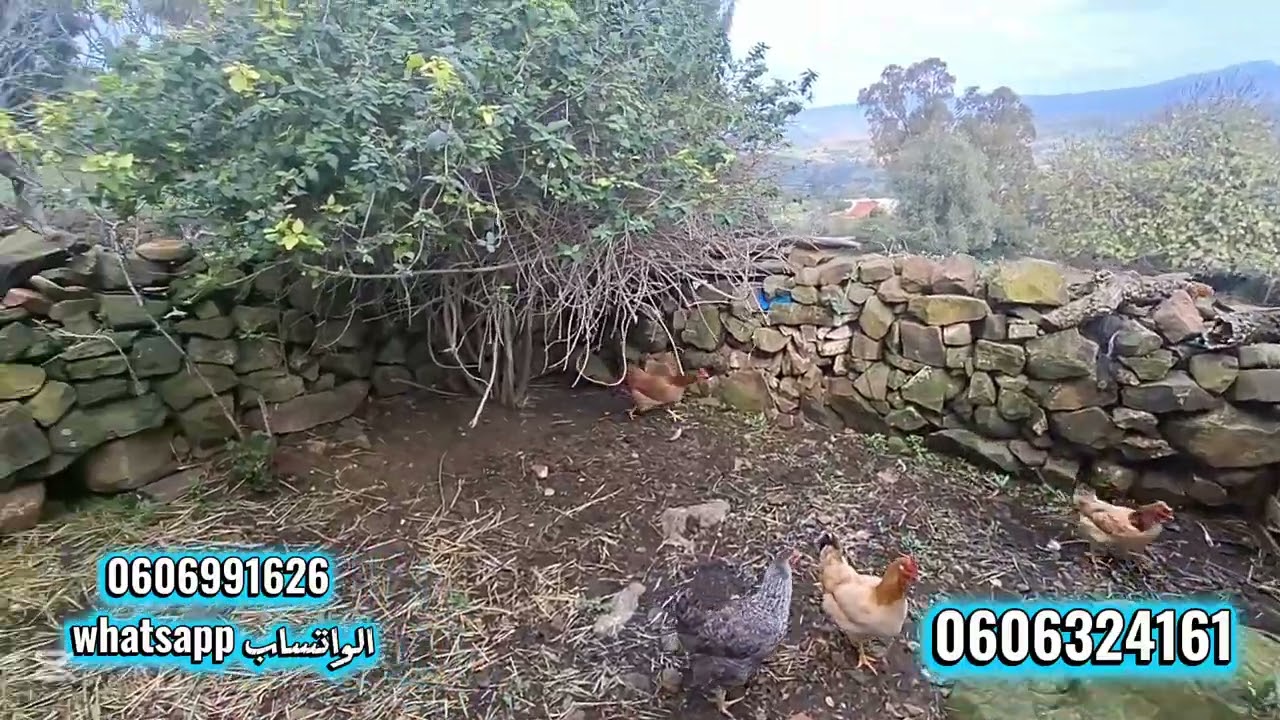 قطعة ارضيه ملكية 2600متر فيها دار بلدية واصلا الماء والضوء والطريق في الزميج نواحي طنجة 