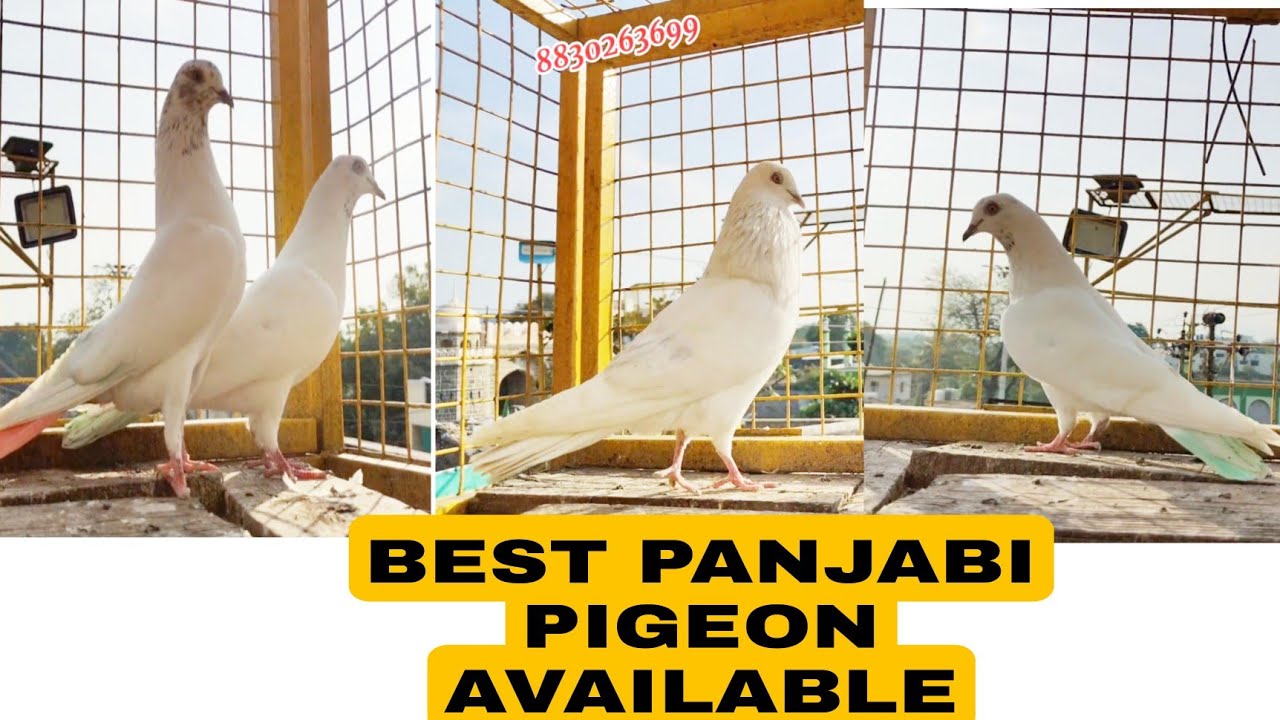 PANJABI MALWAI PIGEON  AVAILABLE  FOR FLYING AND BREEDING.8830263699