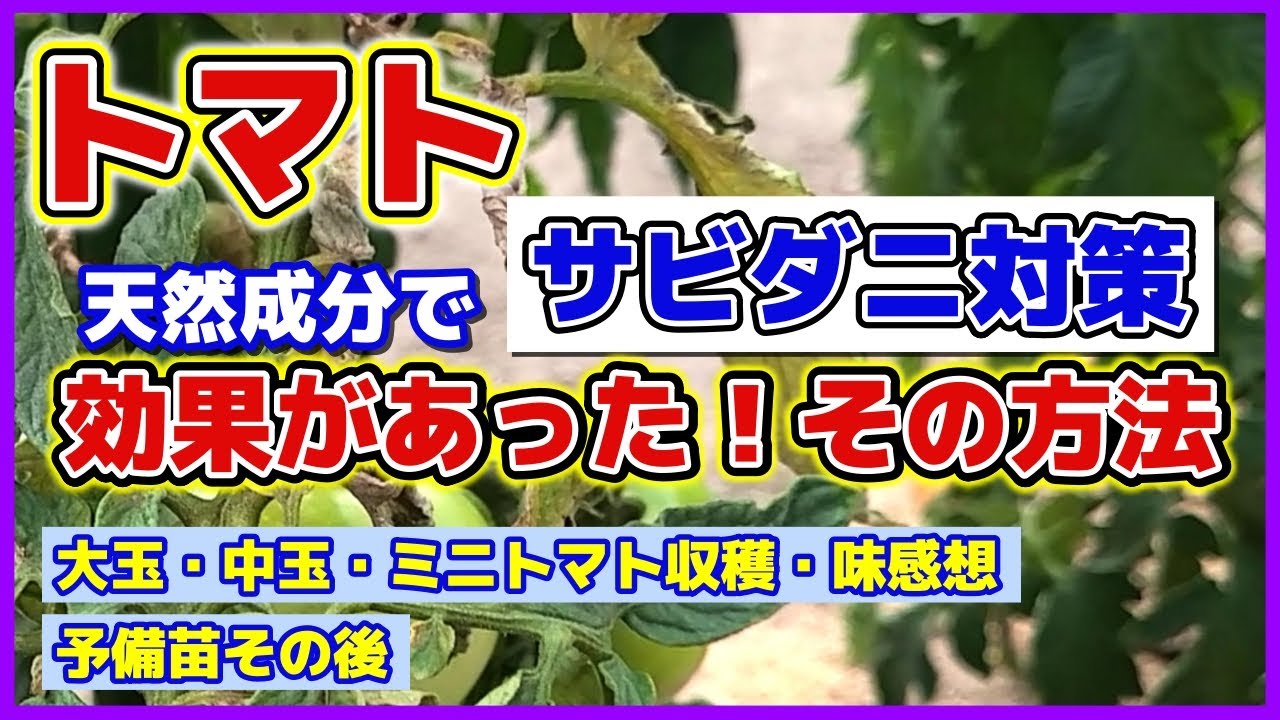 【後編】【効果あった！】天然成分でサビダニ対策その方法／トマト収穫と味感想／予備苗その後／アーリーセーフの効果的な使い方／茎が茶色・葉の裏が金色に光る