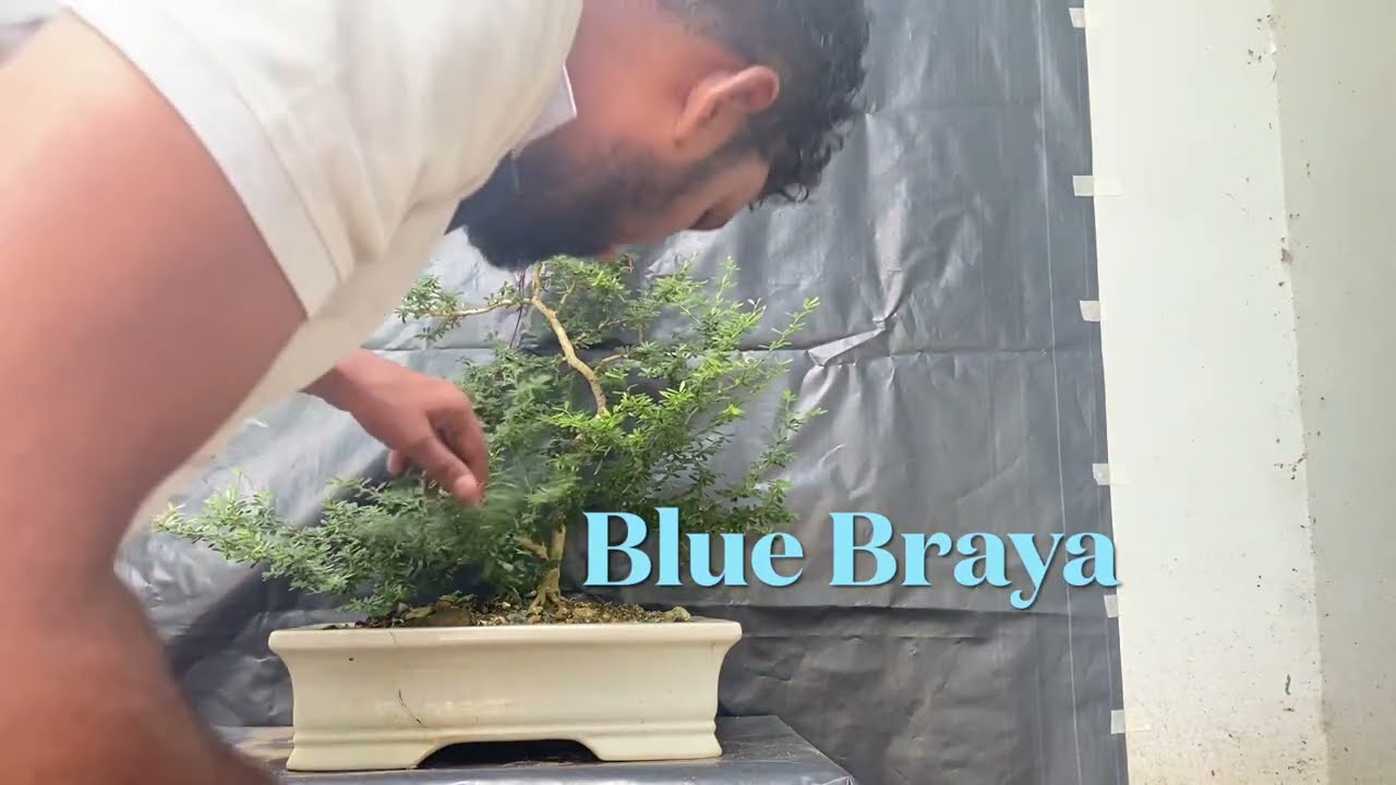 BLUE BRAYA BONSAI PRUNING & WIRING