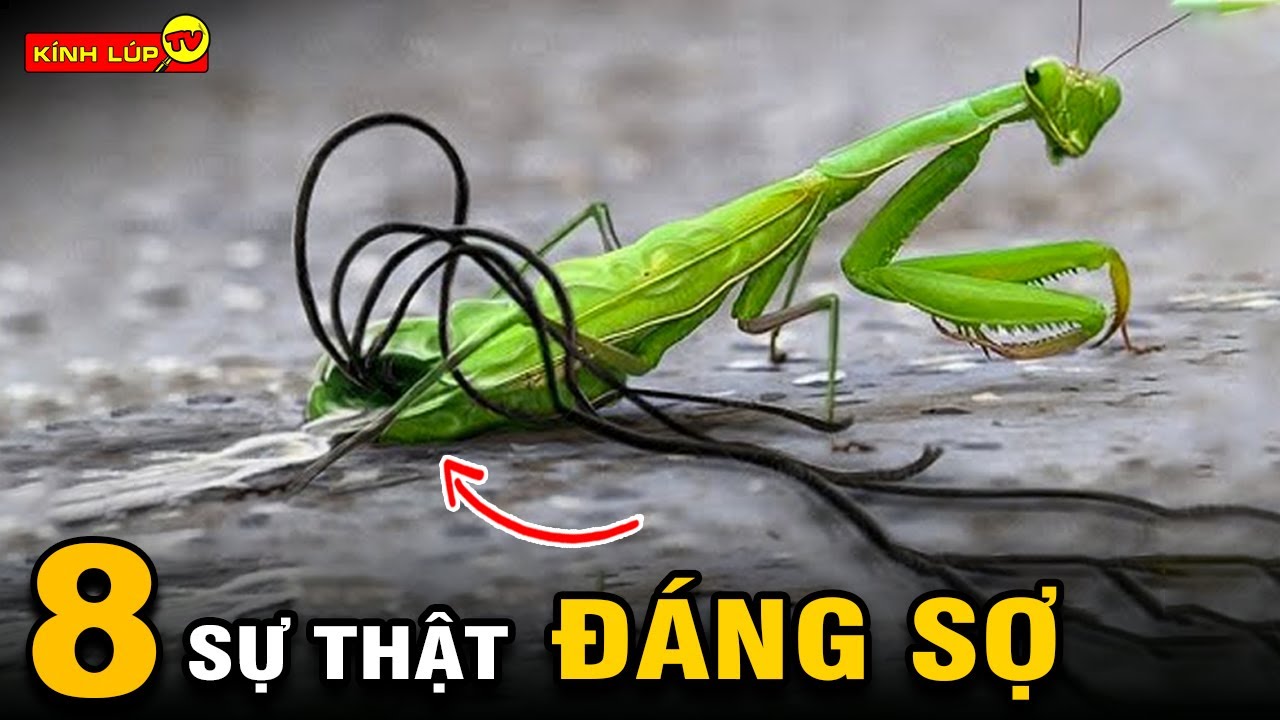 🔥 8 B&iacute; Ẩn Kh&ocirc;ng Thể Tin Nổi về Bọ Ngựa H&atilde;y C&ugrave;ng K&iacute;nh L&uacute;p TV Kh&aacute;m Ph&aacute; Chi Tiết Nh&eacute;