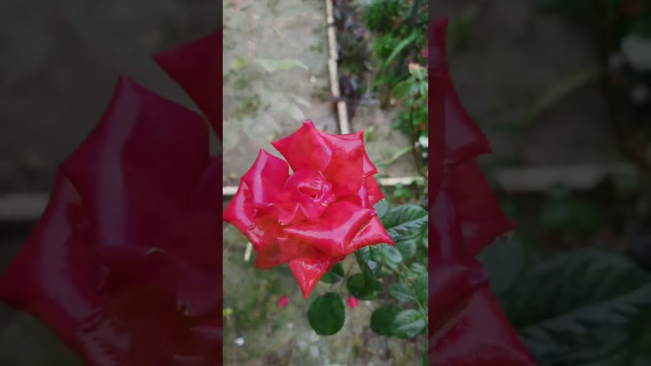 فوائد الامطار للنباتات والتربة