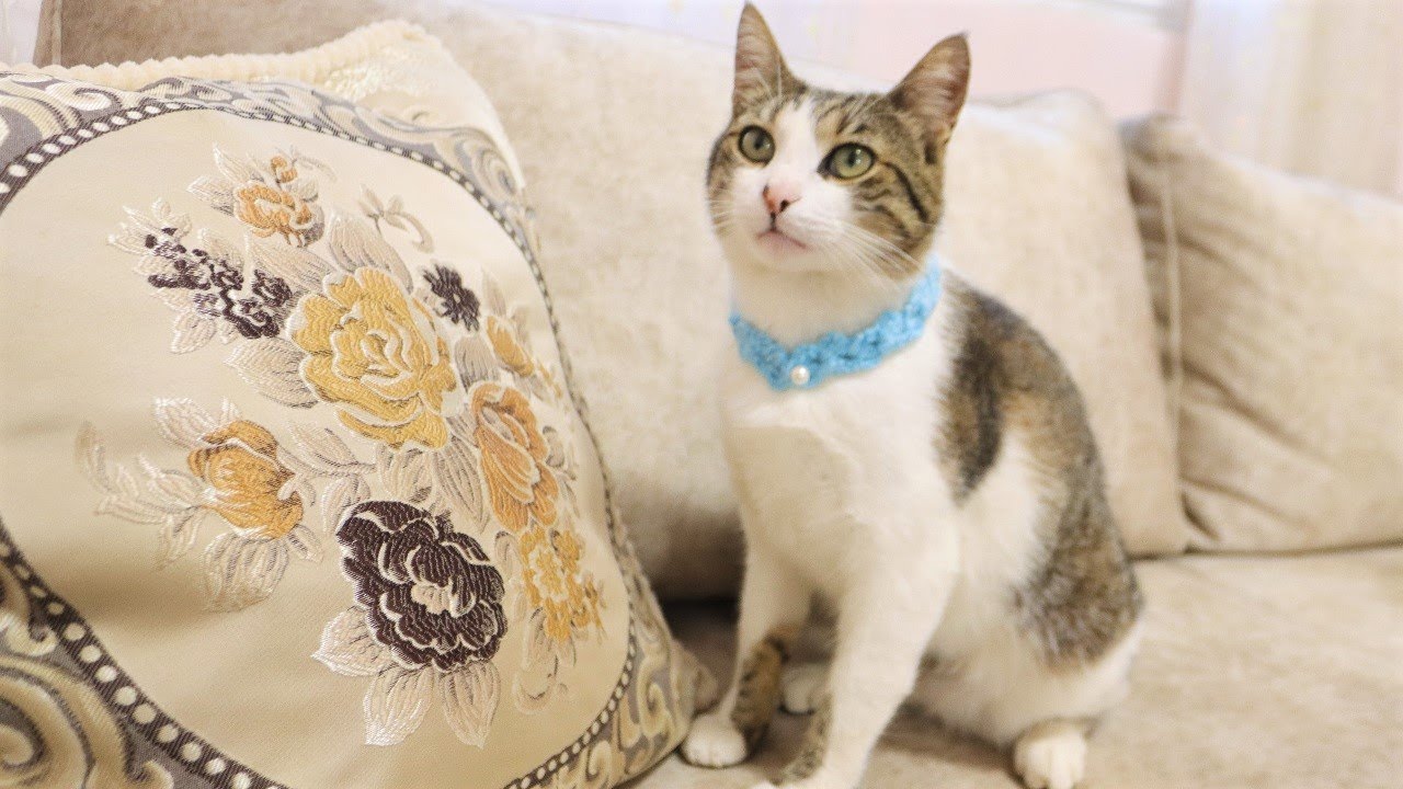 ♡ Collar para Gatos a Crochet Muy Facil TUTORIAL Paso a Paso🐈A tu mascota le encantara!😻