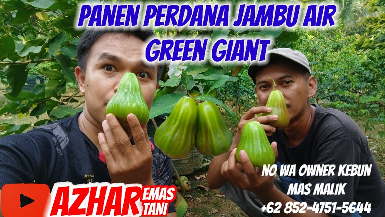 menikmati SENSASI PANEN DAN MAKAN PERDANA JAMBU AIR GREEN GIANT
