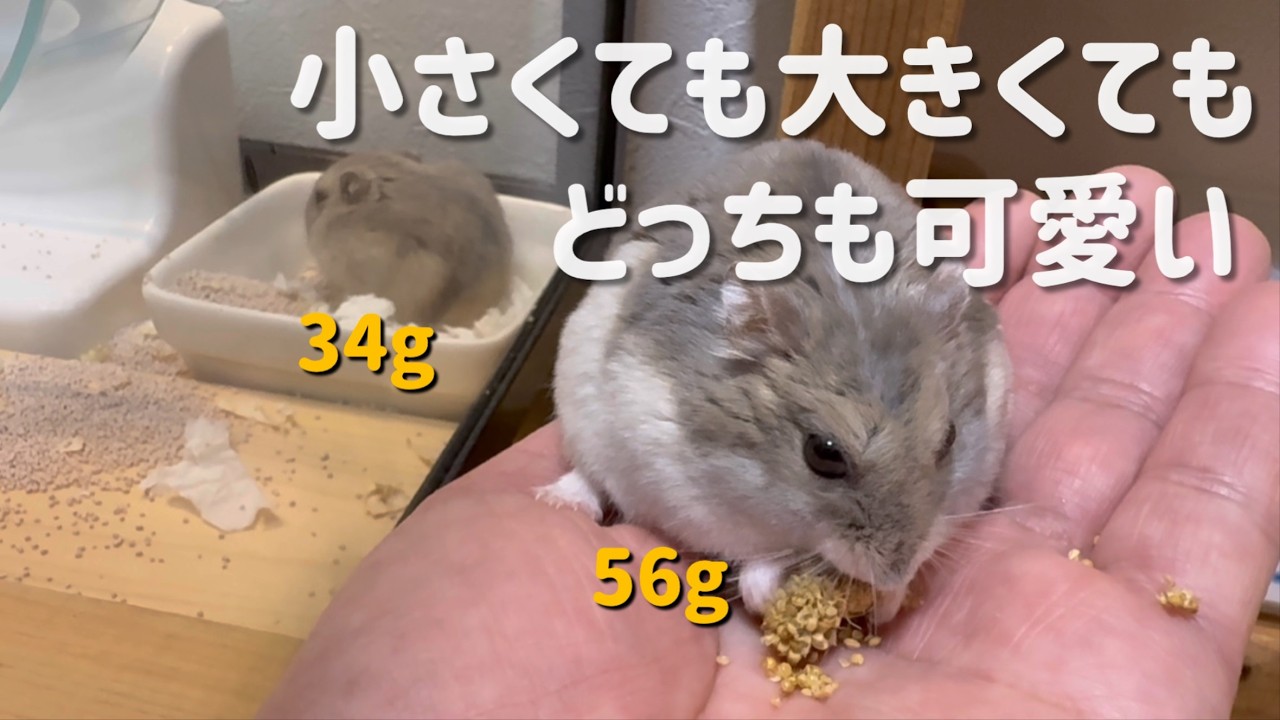 ハムスタープリンの隣におもち君がやってきた【ハムスター日常】